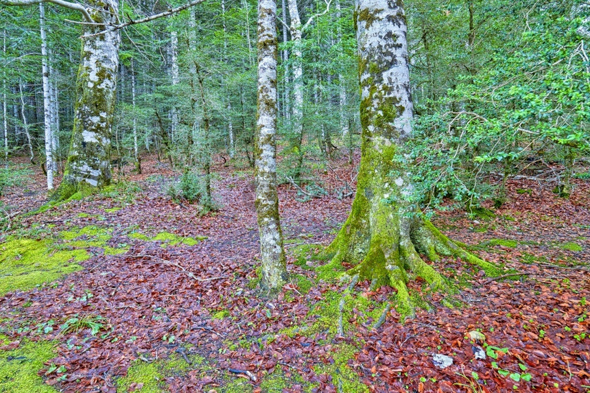 生态系统水奥德萨维纳马拉山毛榉森林OrdesaValleyOrdesayMontePerdidoNationalPark联合国教图片