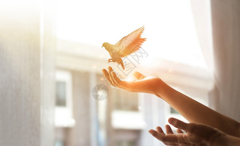 信仰妇女祈祷和自由的鸟儿享受大自然从家门窗边的天候上日落背景希望概念吸引人天空背景图片