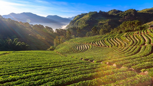 草莓花园农田的景观图在泰国DoiangkhangChangMai日出Misty和山地晨日背景旅行生长场背景图片