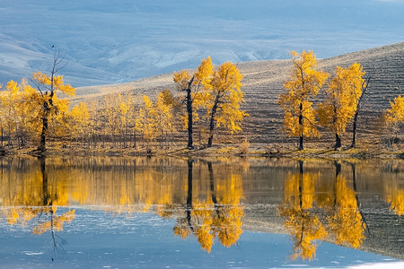 湖岸边的金黄色树木图片