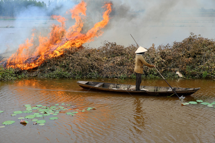 庄稼亚洲妇女乘轮船烧干树叶在洪涝季节打扫田地越南湄公河三角洲风景作物种植后在堤道上燃烧火焰烟雾飞向环境亚洲人景观图片