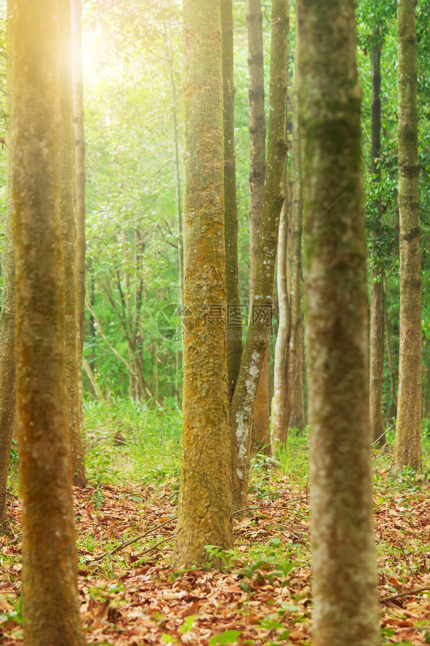 生长热带日出森林植树概念下的造林中杨古尔扬或Garjan树以杨干为重点公园图片