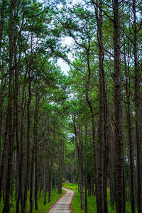 明亮的季节泰国清迈DoiBoLuang森林公园自然小径上的山有不同树木的美丽长灯林和绿色平原森上午在泰国清迈叶子背景图片