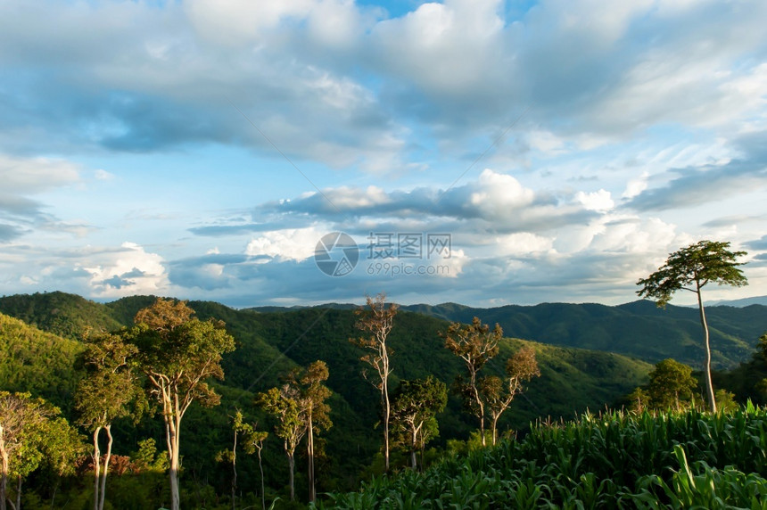 泰国玉米梯田的景观图片