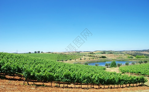 树叶场地蓝色的Aleentejo葡萄园景观图片