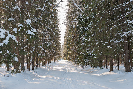 小巷观察冬季公园中雪覆盖的道路和树木景象霜天气图片