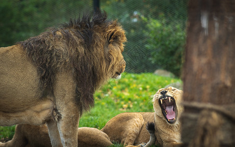 家庭自然玩荷兰的狮子和母在草地上打滚狮子和母在草地上打滚背景图片