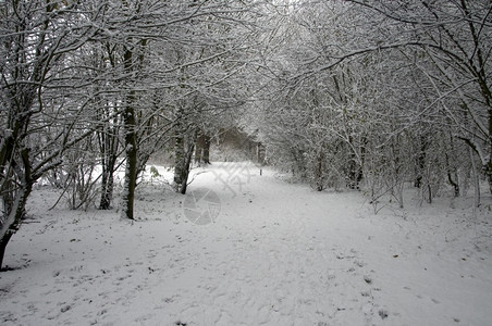 冬季雪景风光背景图片