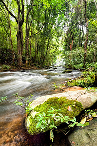 惊人的户外溪泰国清迈省热带雨林景观河流岩石和丛林植物流淌泰国清迈省图片