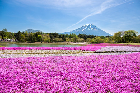 赵韩樱子河口湖假期与佐仓粉红苔草或樱花盛开的日本世田节本是著名的度假景点旅游者很受欢迎的渡假场所背景