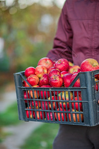 红色的收获有机苹果溢出一箱花园里的包装收获有机红苹果溢出一箱园秋天图片