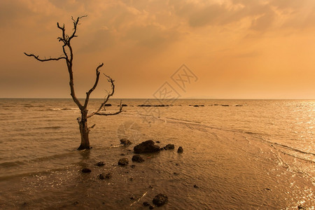 植物神秘孤独的枯树站在风暴的海面上气候变化的概念是气候变化雨图片