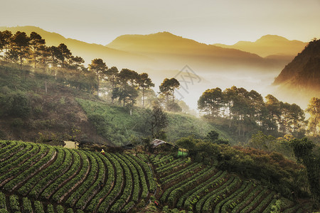 农田泰国清迈DoiAngKhang草莓园和农场的美丽薄雾日出蔬菜食物背景图片
