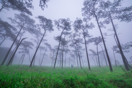 荒野生活云杉带雾和野花田的松林图片