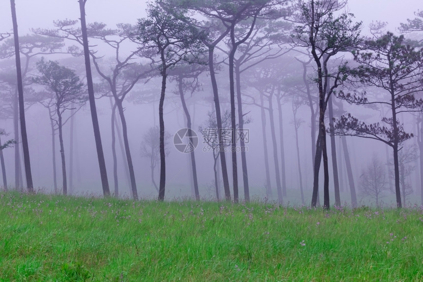 北方带雾和野花田的松林钟树图片