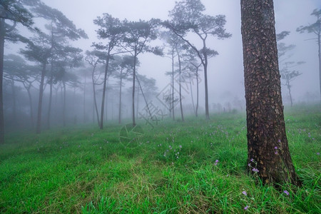 生长松树草带雾和野花田的松林图片