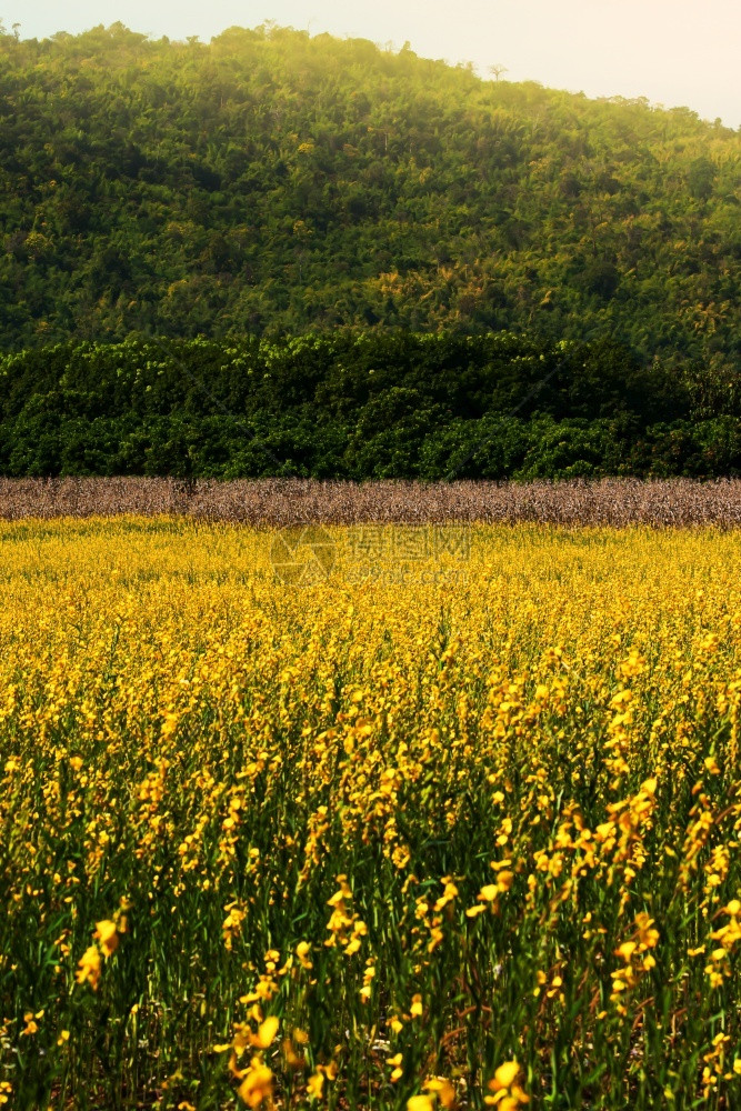 盛开明亮黄色鲜花田和青草地布满朵山和绿林的风景其背以黄花为中心关注黄花自然场地清楚的图片