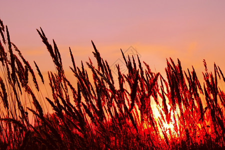 辉光日落背景的谷类杂草火焰仿冒和灭热的图片
