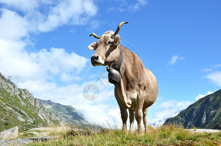 农业岩石瑞士在Gotthard山口的瑞士奶牛图片