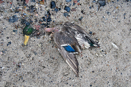 农村疾病被禽流感杀害的鸭子禽类背景图片