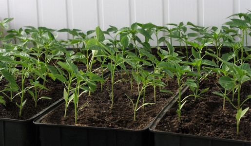 春和早起的胡椒幼苗从箱里的种子中生长出来发芽植物季节图片