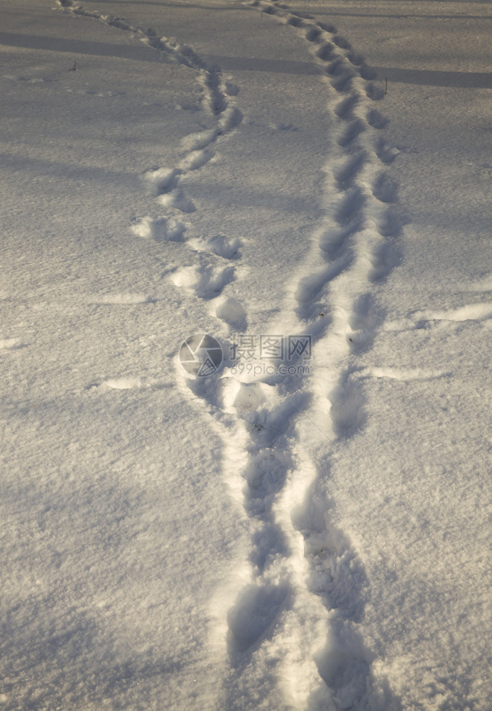 冒险湿的在冬季被踩雪里的人痕迹在公园或森林中行走长的冬季天气痕迹人们的踪户外图片