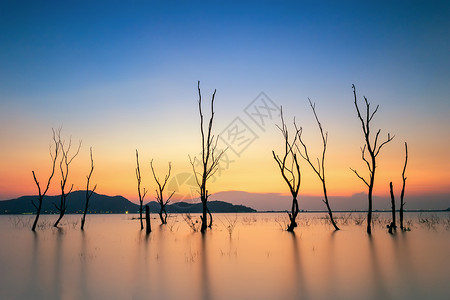 分支景观在清晨的光亮下水坝上的枯树高清图片