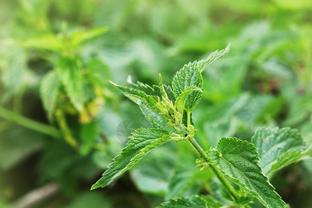 植物学药用电离层通常称为普网状或刺森林图片