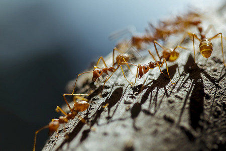 火蚁蜇伤木头绿叶藻高清图片