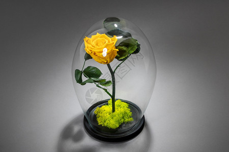 在砖墙背景前的玻璃圆顶下永恒的黄玫瑰花朵浪漫地球自然图片