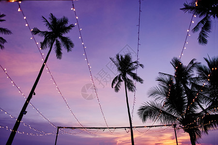 户外晚上的紫色天空和椰子树图片