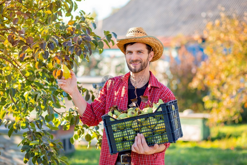 果园种植者人农在花园中收获梨子的秋季一整箱有机梨子人农在花园中收集梨子的秋季获多汁图片