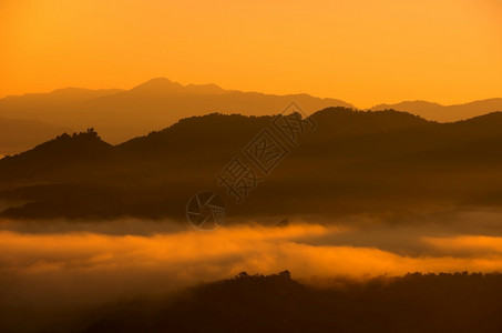 绿色清晨森林中美丽的雾和金色光芒绿山有白贾博梅红子泰国雾在森林中松树爬坡道背景图片