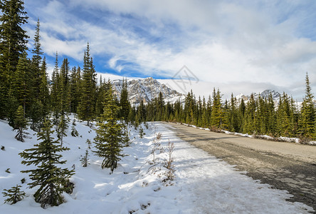 户外白雪从松林到加拿大艾伯塔邦夫公园Peyto湖景观寒冷的图片