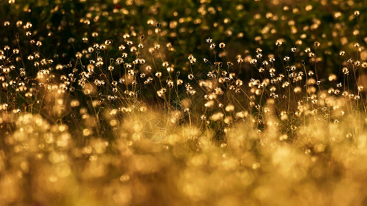 日出微风花朵夏清晨开田盛白草全的白图片