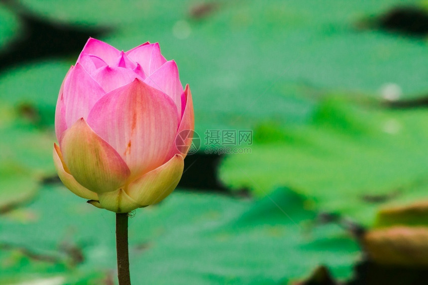 异国情调印度莲花圣印度豆粉红色大花朵和深粉红内花瓣底是白色的环境根据图片