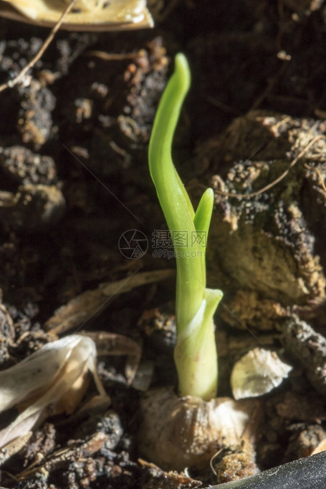 大蒜是一种草药地下有管的植物一种泰国药用植物一种香料有机的自然图片