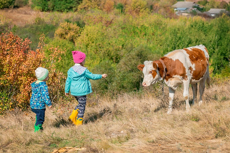 田园里放牛的孩子们图片