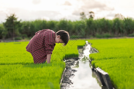 身体情绪活力一名农民男孩在幼苗稻田的泥土中行走图片