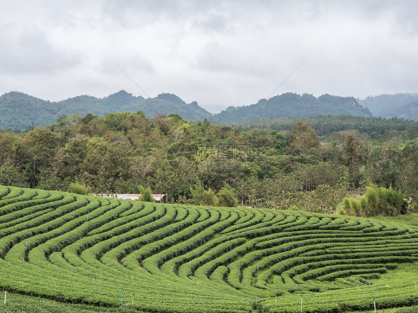 多雾路段环境景观清晨位于森林帕克附近的山上有机茶叶种植场该山丘上有机茶叶种植场图片