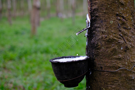 狭缝杯子从橡胶树HeveaBrasiliensis流到塑料碗里花园图片