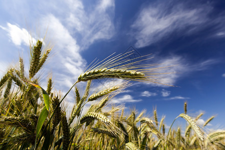 农村山顶尖峰的耕田种植黑麦而蓝天则满是白云有金黄小麦种子户外图片