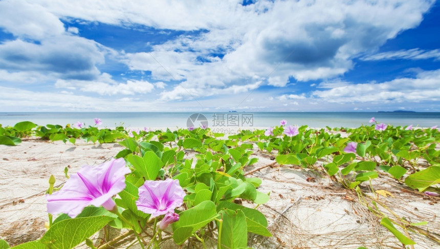 距离阳光明媚的夏天热带海滩上的鲜花明云和背景浅蓝天空中的亮云和光蓝天空关注晨光鲜花紫色的蓝图片