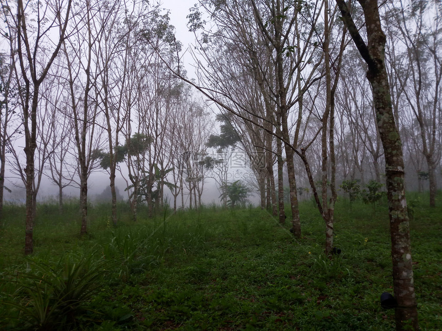 农业多雾路段橡胶种植园有雾在橡胶树之间有晨雾户外图片