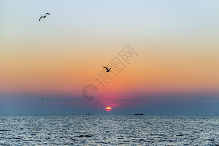 以美丽的日落空间为背景的海鸥在洋上飞过用于文字选择焦点旅行云太阳图片