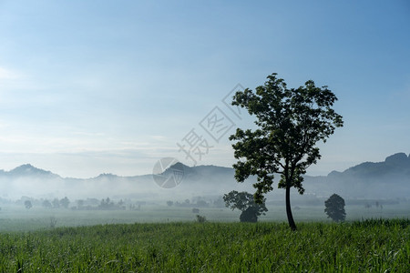 甘蔗种植园清晨的乡间有雾和阳光享受大自然美极了爬坡道植物场地图片