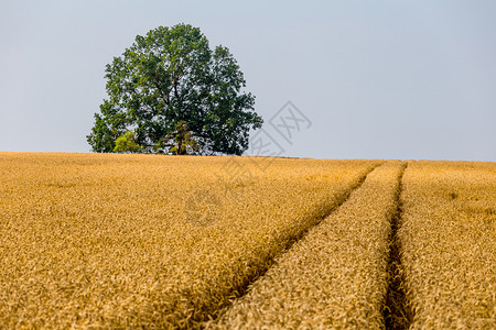 颜色美丽天中波西米亚夏季收获前熟麦子的亮彩色图片