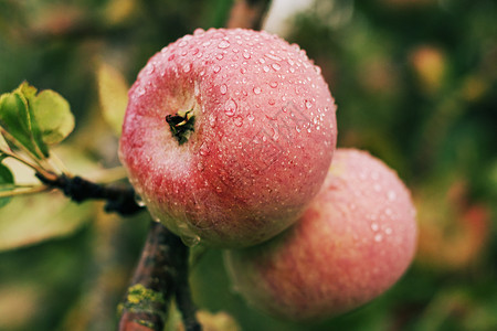 营养树枝上挂着露珠覆盖红成熟多汁的苹果水生态美丽的背景图片