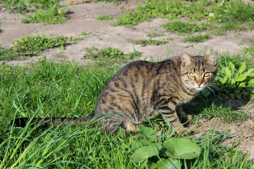好奇的支柱灰尖细心猫准备攻击绿草聪明的图片
