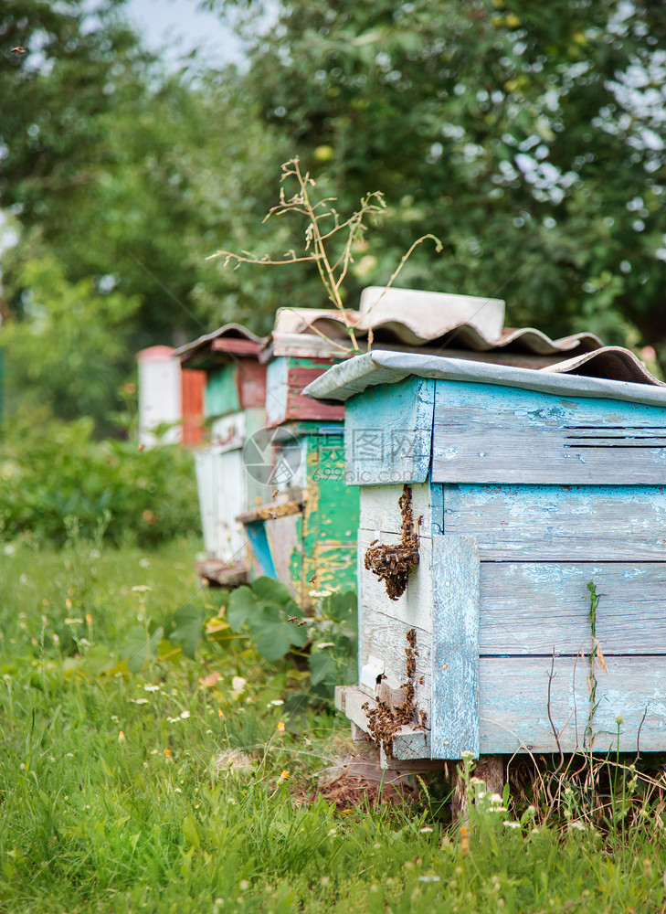授粉殖民地一群蜜蜂在农场花园养的旧木箱上拥而至避风晒太阳好一群蜜蜂在农场花园养的旧木箱上住得很好养蜂人图片